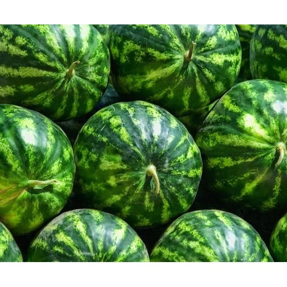 Semillas de sandia, Crimson Dulce (100% Heirloom / No Híbrido / No GMO). 10 semillas aproximadamente