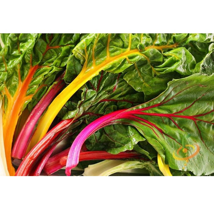 Semillas de acelga arcoíris Suiza (100% Heirloom/No Híbrido/No GMO). 25 semillas aproximadamente