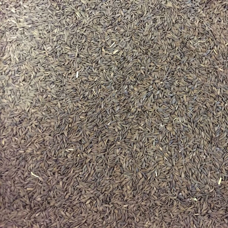 Semillas de lechuga, Simpson (100% Heirloom/No Híbrido/No GMO). 130 semillas aproximadamente.