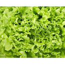 Semillas de lechuga, Simpson (100% Heirloom/No Híbrido/No GMO). 130 semillas aproximadamente.