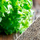 Semillas de lechuga, Simpson (100% Heirloom/No Híbrido/No GMO). 130 semillas aproximadamente.