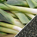 Semillas de ajo porro (100% Heirloom/No Híbrido/No GMO). 50 semillas aproximadamente.