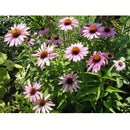 Semillas de equinácea purpura. 20 semillas aproximadamente.