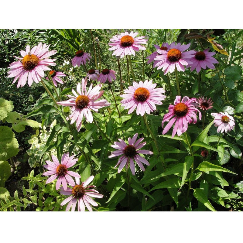 Semillas de equinácea purpura. 20 semillas aproximadamente.