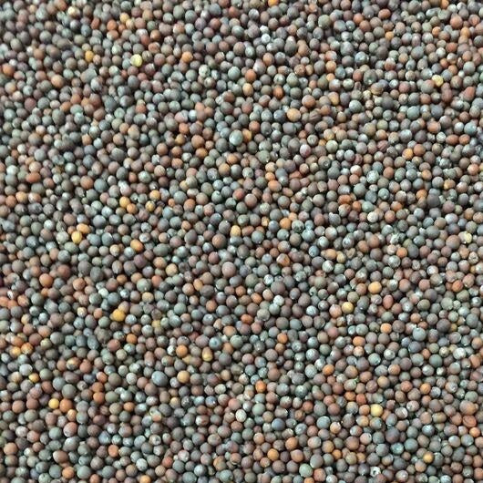 Semillas de coliflor, todo el año (100% Heirloom/No Híbrido/No GMO). 70 semillas aproximadamente.