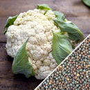 Semillas de coliflor, todo el año (100% Heirloom/No Híbrido/No GMO). 70 semillas aproximadamente.