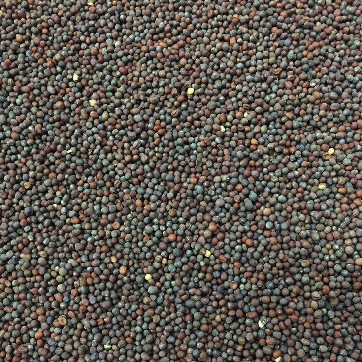 Semillas de brocoli, Calabrese (100% Heirloom/No Híbrido/No GMO). 50 semillas aproximadamente.