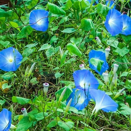 Semillas surtidas de flores silvestres azules