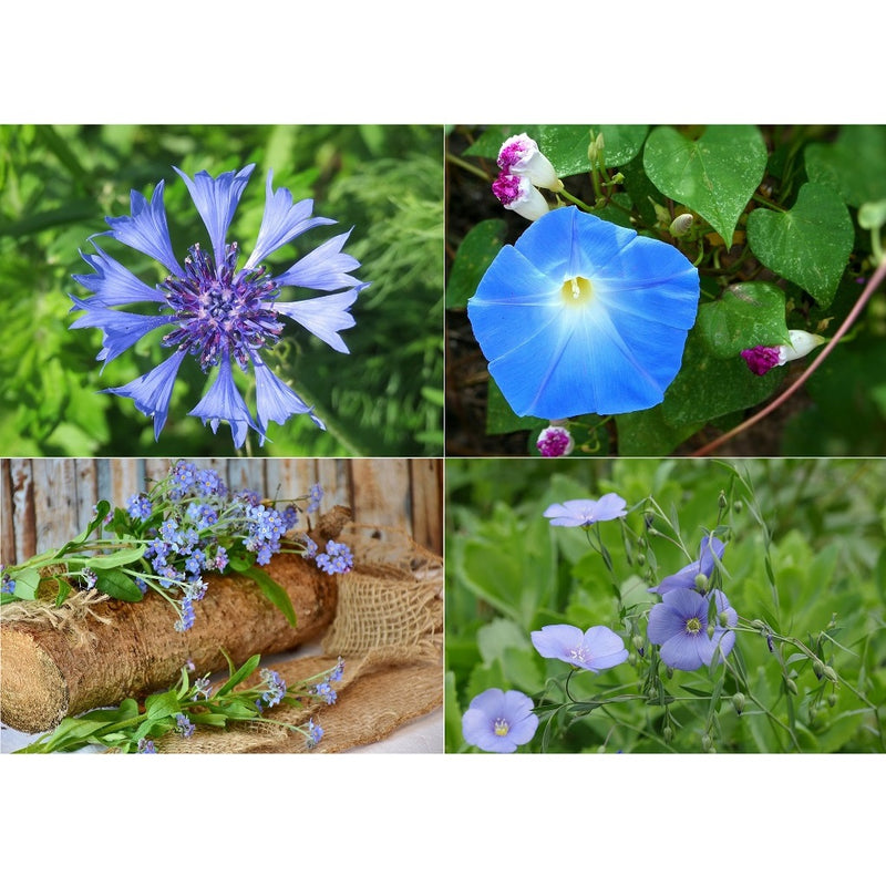 Semillas surtidas de flores silvestres azules