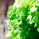 Semillas de lechuga, Simpson (100% Heirloom/No Híbrido/No GMO). 130 semillas aproximadamente.