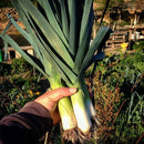 Semillas de ajo porro (100% Heirloom/No Híbrido/No GMO). 50 semillas aproximadamente.