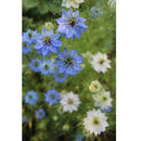 Semillas surtidas de flores silvestres azules