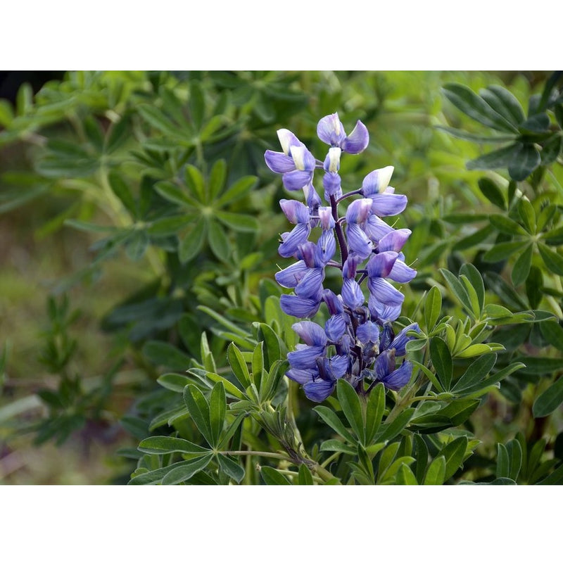 Semillas surtidas de flores silvestres azules