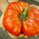 Semillas de tomate gigante (poseedor del record Guinness). 15 semillas aproximadamente.