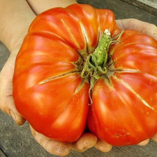 Semillas de tomate gigante (poseedor del record Guinness). 15 semillas aproximadamente.