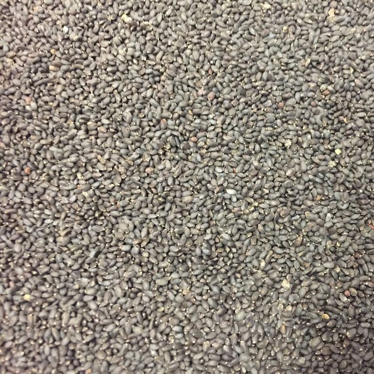 Semillas de albahaca regaliz (100% Heirloom/No Híbrido/No GMO). 50 semillas aproximadamente.