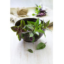 Semillas de albahaca regaliz (100% Heirloom/No Híbrido/No GMO). 50 semillas aproximadamente.