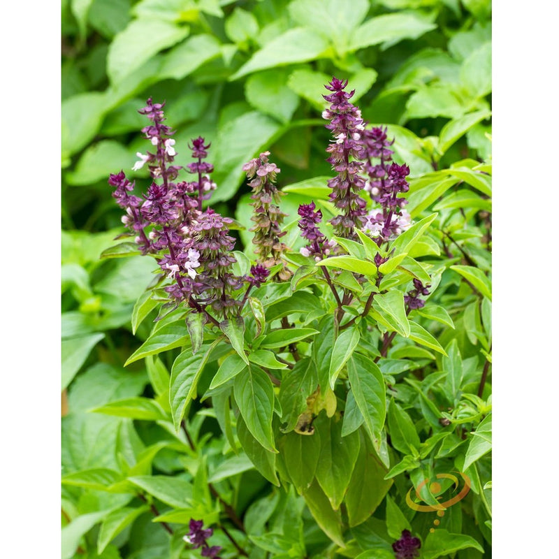 Semillas de albahaca regaliz (100% Heirloom/No Híbrido/No GMO). 50 semillas aproximadamente.