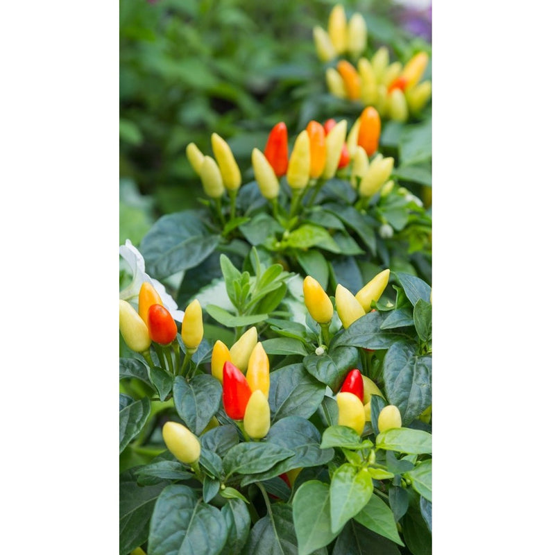 Semillas de aji (HOT) Nu Mex Twilight (100% Heirloom/No Híbrido/No GMO). 15 semillas aprox.