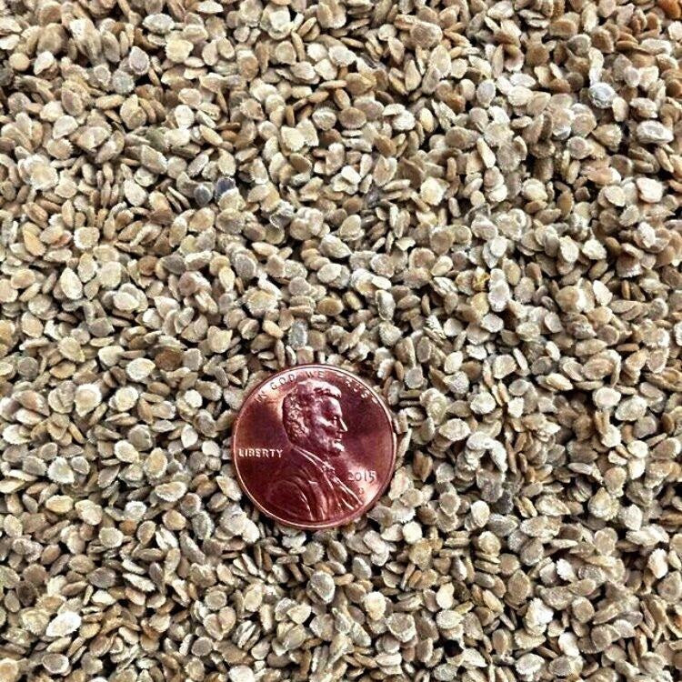 Semillas de tomate criollo (100% Heirloom/No Híbrido/No GMO). 15 semillas aproximadamente