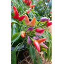 Semillas de aji (HOT) Nu Mex Twilight (100% Heirloom/No Híbrido/No GMO). 15 semillas aprox.
