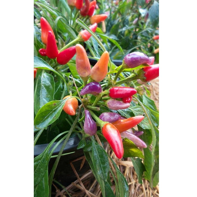 Semillas de aji (HOT) Nu Mex Twilight (100% Heirloom/No Híbrido/No GMO). 15 semillas aprox.