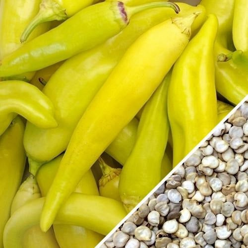 Semillas de aji dulce amarillo (100% Heirloom / No híbrido / No GMO). 50 semillas aproximadamente.