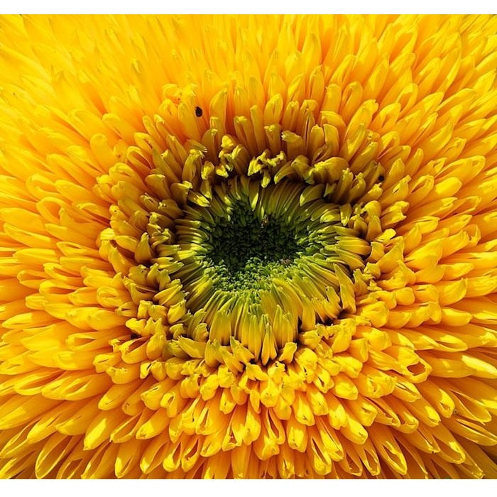 Semillas de girasol enano (100% Heirloom/No Híbrido/No GMO). 30 semillas aproximadamente.