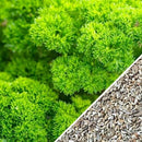 Semillas de perejil rizado, triple musgo (100% Heirloom/No Híbrido/No GMO). 50 semillas aprox.