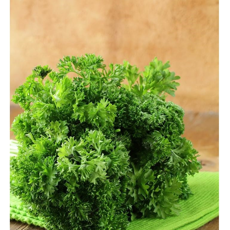 Semillas de perejil rizado, triple musgo (100% Heirloom/No Híbrido/No GMO). 50 semillas aprox.