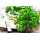 Semillas de perejil rizado, triple musgo (100% Heirloom/No Híbrido/No GMO). 50 semillas aprox.