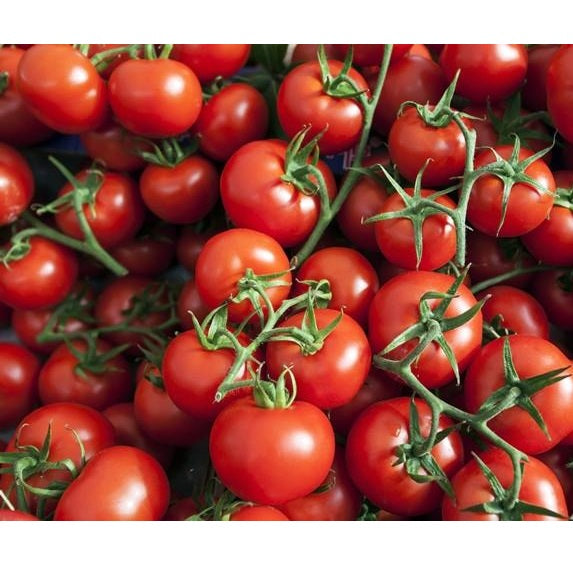 Semillas de tomate cherry rojo pequeño (100% Heirloom/No Híbrido/No GMO). 15 semillas aprox.