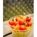 Semillas de tomate cherry rojo pequeño (100% Heirloom/No Híbrido/No GMO). 15 semillas aprox.