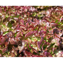 Semillas de lechuga roja (100% Heirloom/No Híbrido/No GMO). 150 semillas aproximadamente.