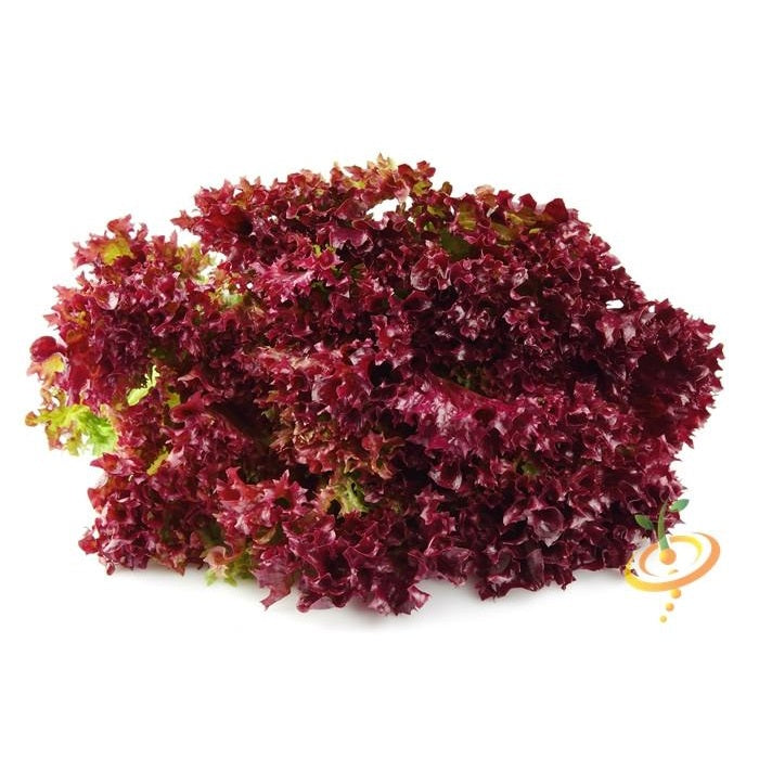 Semillas de lechuga roja (100% Heirloom/No Híbrido/No GMO). 150 semillas aproximadamente.