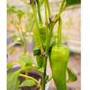 Semillas de aji dulce amarillo (100% Heirloom / No híbrido / No GMO). 50 semillas aproximadamente.