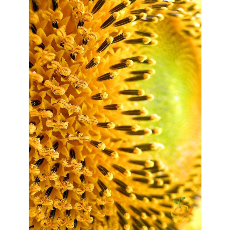 Semillas de girasol enano (100% Heirloom/No Híbrido/No GMO). 30 semillas aproximadamente.