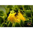 Semillas de girasol enano (100% Heirloom/No Híbrido/No GMO). 30 semillas aproximadamente.