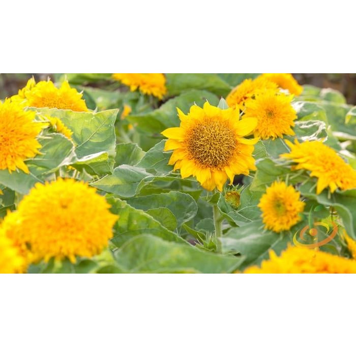 Semillas de girasol enano (100% Heirloom/No Híbrido/No GMO). 30 semillas aproximadamente.