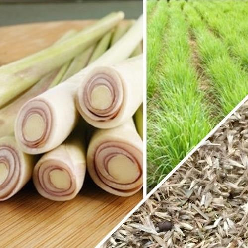 Semillas de hierba de limon (100% Heirloom/No Híbrido/No GMO). 65 semillas aproximadamente.