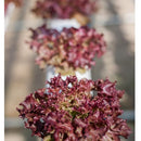 Semillas de lechuga roja (100% Heirloom/No Híbrido/No GMO). 150 semillas aproximadamente.