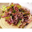 Semillas de lechuga roja (100% Heirloom/No Híbrido/No GMO). 150 semillas aproximadamente.