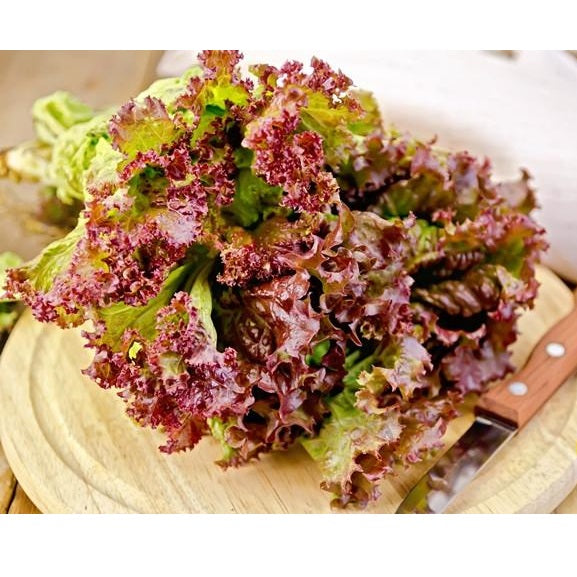 Semillas de lechuga roja (100% Heirloom/No Híbrido/No GMO). 150 semillas aproximadamente.