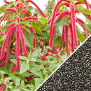 Semillas de amaranto, granate rojo (100% Heirloom/No Híbrido/No GMO). 80 semillas aproximadamente.