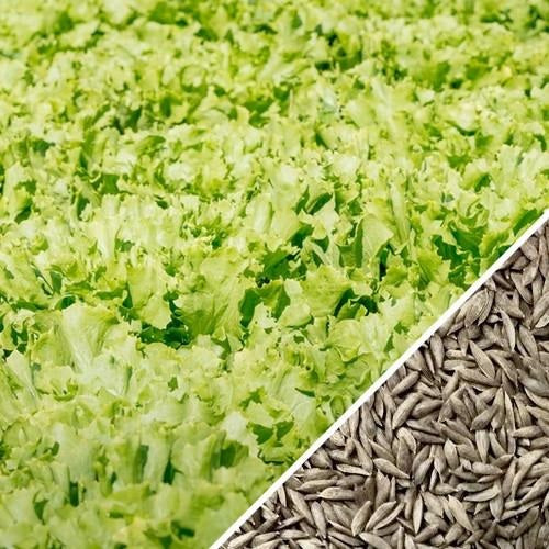 Semillas de lechuga, Tango (100% Heirloom/No Híbrido/No GMO). 150 semillas aproximadamente.