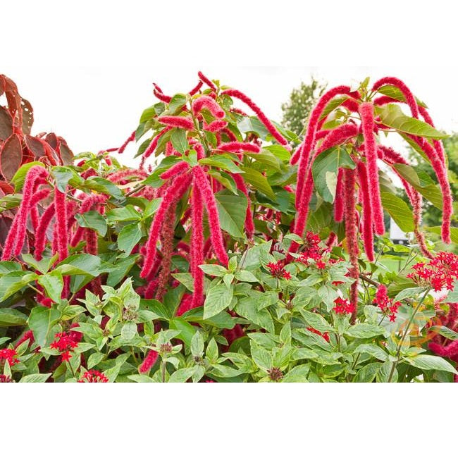 Semillas de amaranto, granate rojo (100% Heirloom/No Híbrido/No GMO). 80 semillas aproximadamente.