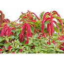 Semillas de amaranto, granate rojo (100% Heirloom/No Híbrido/No GMO). 80 semillas aproximadamente.