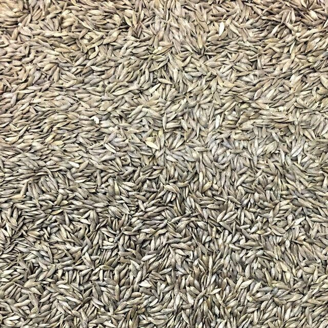 Semillas de lechuga, Tango (100% Heirloom/No Híbrido/No GMO). 150 semillas aproximadamente.