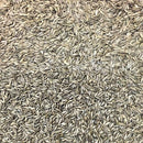 Semillas de lechuga, Tango (100% Heirloom/No Híbrido/No GMO). 150 semillas aproximadamente.