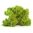 Semillas de lechuga, Tango (100% Heirloom/No Híbrido/No GMO). 150 semillas aproximadamente.